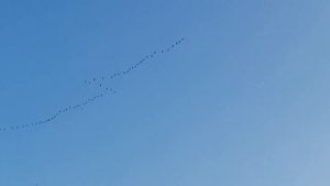 Клин журавлей