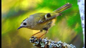 Желтоголовый королёк - самая маленькая птица Европы. Goldcrest. Regulus regulus