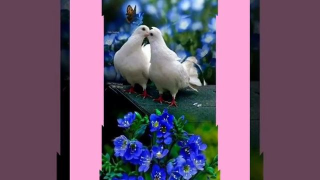 Кавер!!! **Голуби целуются на крыше ** Сергей Одинцов @Азамат Исенгазин смотреть онлайн