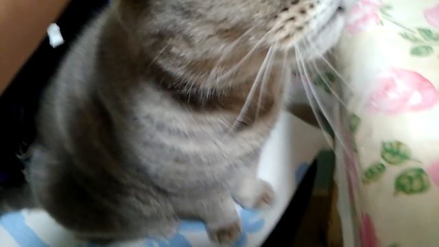 ЩИ СВАРИЛА.УГОЩАЙТЕСЬ! ФИЛИМОН. смотреть онлайн