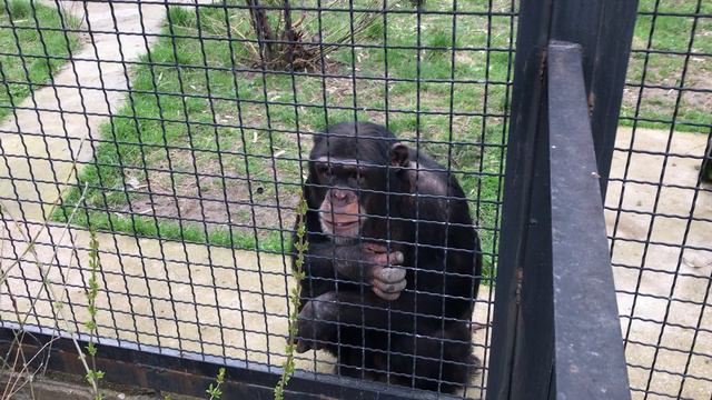 Шимпанзе немного разозлился) Тайган The chimpanzee got a little angry) Taigan смотреть онлайн