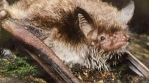 Водяная ночница (лат. Myotis daubentonii)