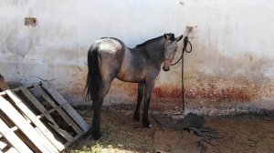 Hermosa potranca cuafrisian Vendida Vendida