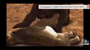 Монстры Ледникового Периюда. Гигантский Медведь против Американского Льва