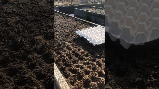 Простой и очень эффективный способ посадки моркови. Как вырастить крупную морковку. смотреть онлайн