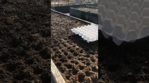 Простой и очень эффективный способ посадки моркови. Как вырастить крупную морковку.