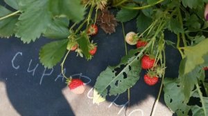 Сирафина, земляника нсд изысканного вкуса и отличной урожайности!!!