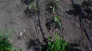 Капельный полив - 3