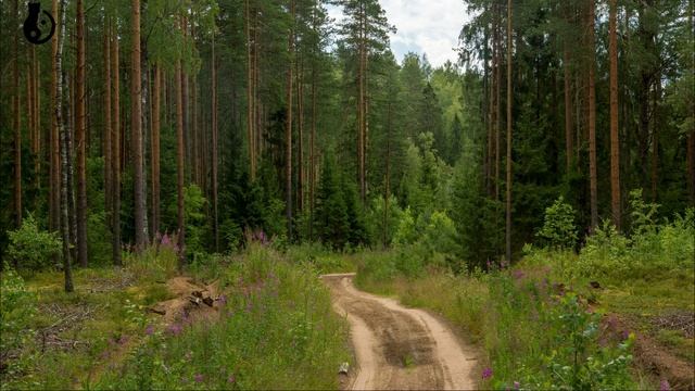 Брянск лесной план