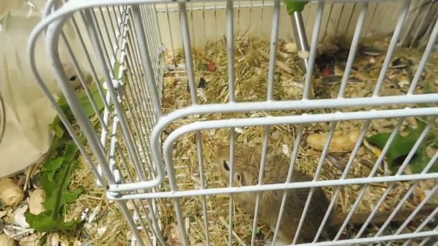 Ссаживаю НОВУЮ семью ПЕСЧАНОК 06/09/2021 года / Монгольская #песчанка когтистая /Мари Мистик грызун