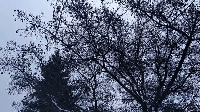 12 января-АНИСЬЯ ЗИМНЯЯ.Не просите это у святой.Будьте осторожны с солью.Народные приметы смотреть онлайн