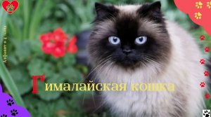 Алфавит в 4 лапы/Г: Гималайская кошка/История породы/характер/отличительные черты и качества