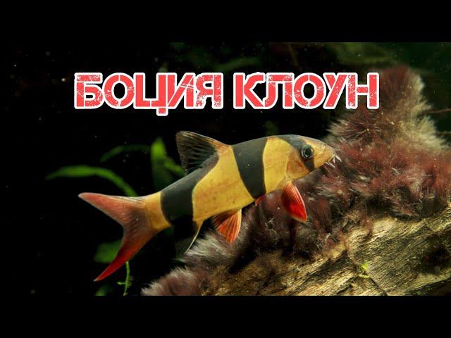 БОЦИЯ КЛОУН. УСЛОВИЯ СОДЕРЖАНИЯ В АКВАРИУМЕ смотреть онлайн