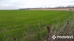 В селе у Свекруньки/