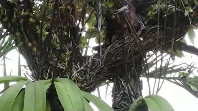 Phalaenopsis amabilis - species phalaenopsis on the tree stump смотреть онлайн