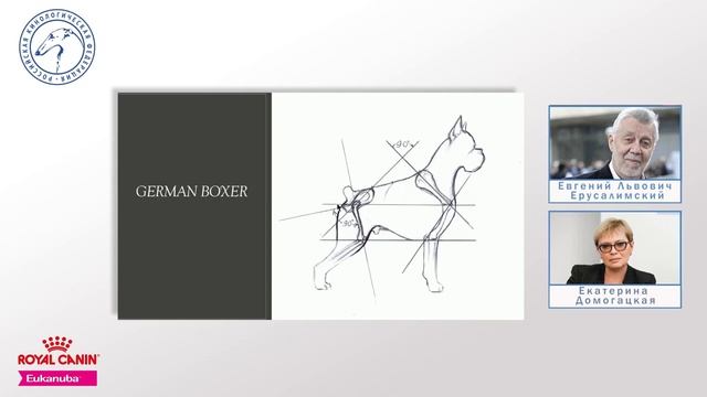Вебинар РКФ о породе Немецкий боксер. смотреть онлайн