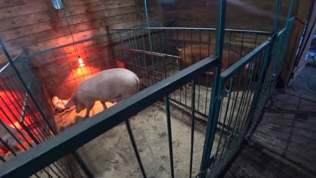 ПОИЛКИ ДЛЯ СВИНЕЙ смотреть онлайн