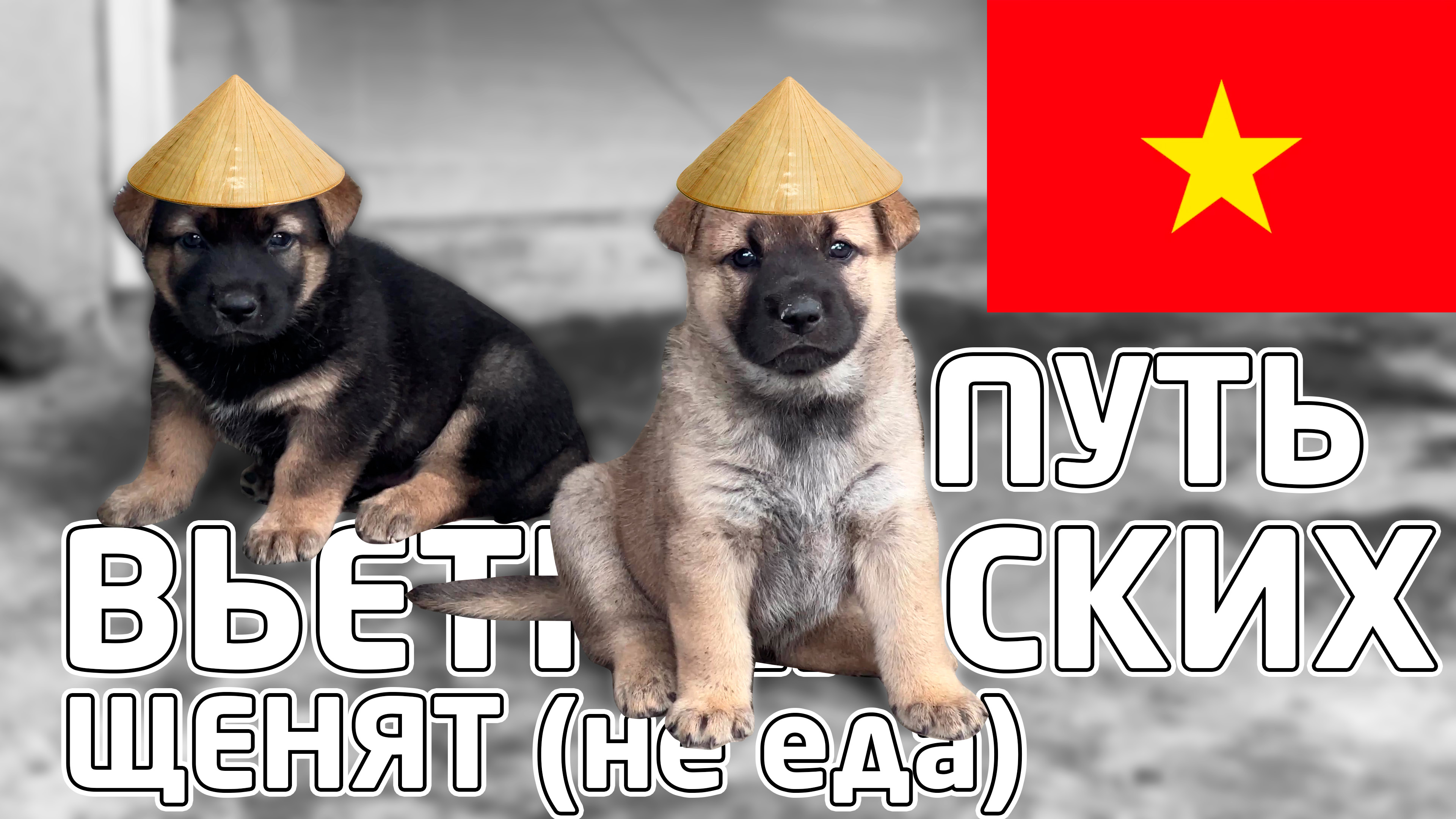 От 0 ДНЕЙ до ВЗРОСЛОЙ СОБАКИ - вьетнамские щенята