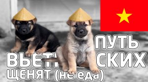 От 0 ДНЕЙ до ВЗРОСЛОЙ СОБАКИ - вьетнамские щенята
