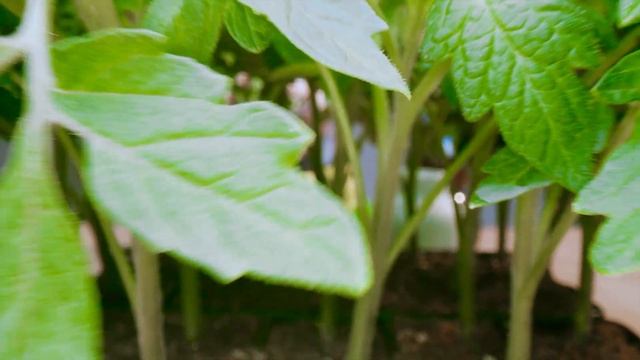 Удобрение Спелёныш и грунт Богатырь – залог крепкой рассады! ? Теперь обязательно будет урожай! смотреть онлайн