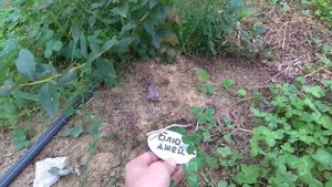 Голубика Дюк. Обзор Моей Голубики.