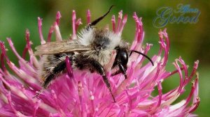 Природная зона - ЛЕСОСТЕПЬ. Заповедники и редкие животные и растения зоны