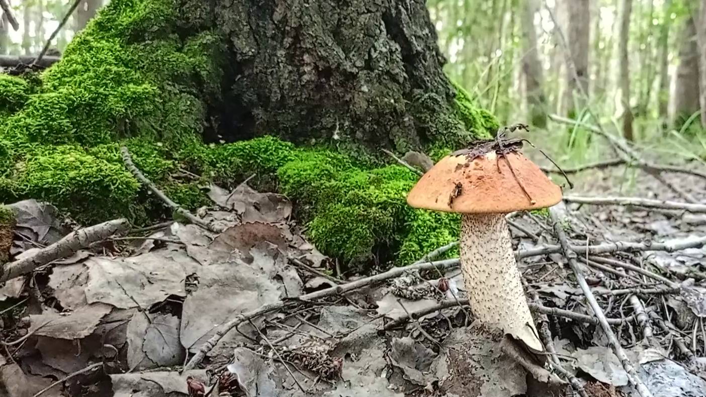 Подосиновики белые. Мухоморы кому и за сколько продавать?