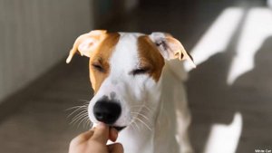 Можно ли собакам давать кошачий корм? Что будет если собака съест корм для кошек?