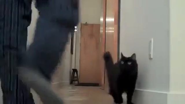 Стоп, что это было? Кот понял, что заметил шарик смотреть онлайн