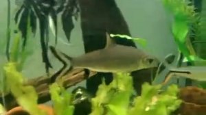 Бала акулий Balantiocheilus melanopterus