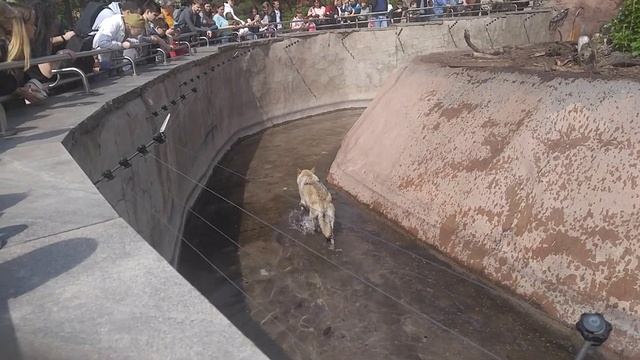 Московский зоопарк смотреть онлайн