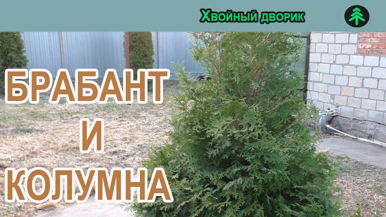 Чем отличаются Туя западная Колумна от Туи западной Брабант