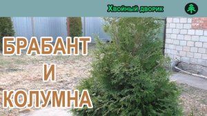 Чем отличаются Туя  западная Колумна от Туи западной Брабант