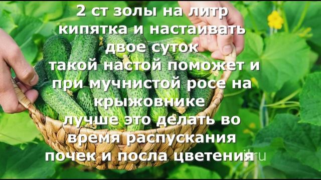 Секрет выращивания огурцов