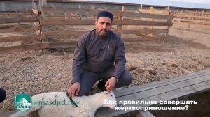 Жертвоприношение в Курбан-Байрам.