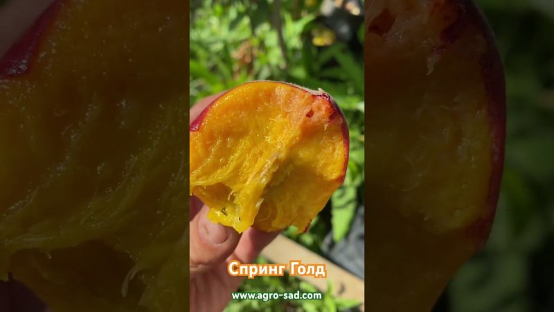 Ранний вкусный душистый персик - Спринг Голд