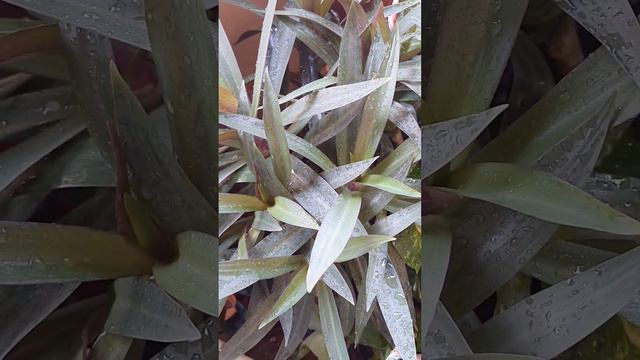 Oyster Plant Rhoeo  Discolor | Balcony Garden