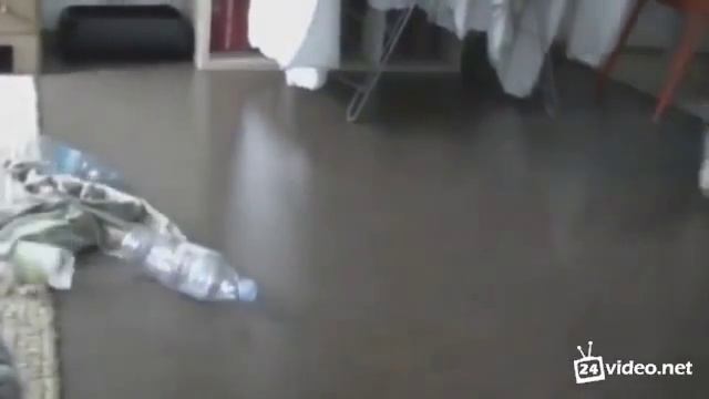 Пугливая кошка :D смотреть онлайн