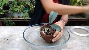 Посадка орхидеи в кокос (на блок). Закрытая система. СУПЕР натурально и природно?