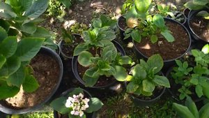 Подсыпаю навоз под розы.