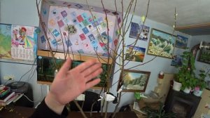 Пришли саженцы, что делать дальше?