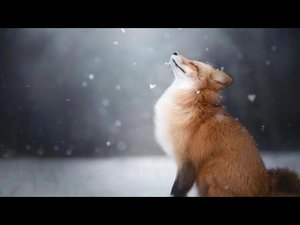 33 КАК СТАРЫЙ ЛИС ЛЬВА ПЕРЕХИТРИЛ - Ингушская Сказка - Читает Людмила Рыбина