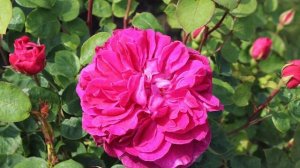 Роза кустовая Софи. Английская роза SOPHY’S ROSE