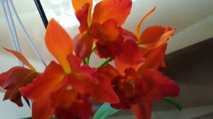 ЦВЕТЕНИЕ КАТТЛЕИ #Miki #Fire_ball❣️❣️❣️??#orhids #flor #cattleya #flores #phalaenopsis ????❤️??❣️