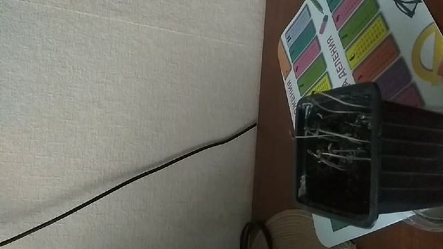 Выращивание цикламена из семян