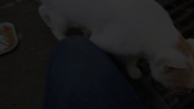 Blind cat meowing for food смотреть онлайн