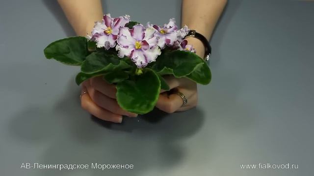 АВ-Ленинградское Мороженое смотреть онлайн