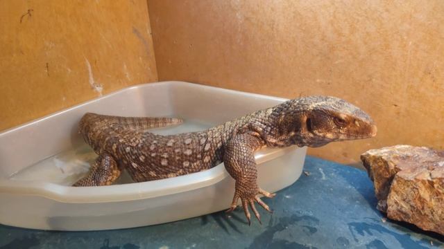 Все видели как Варан ест,а вот другая сторона вопроса? смотреть онлайн