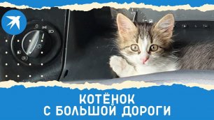 Котёнок с большой дороги: из бездомного в путешественники
