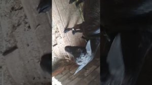 Лечим опять нашу козу Ворону. Девичье молоко у коз,.